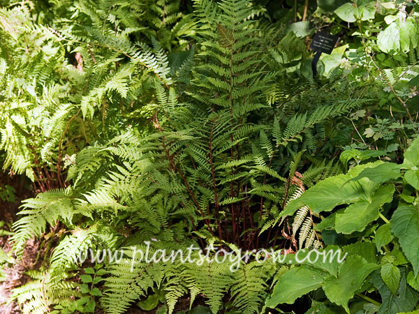 Lady Fern (Athyrium  filix-femina)